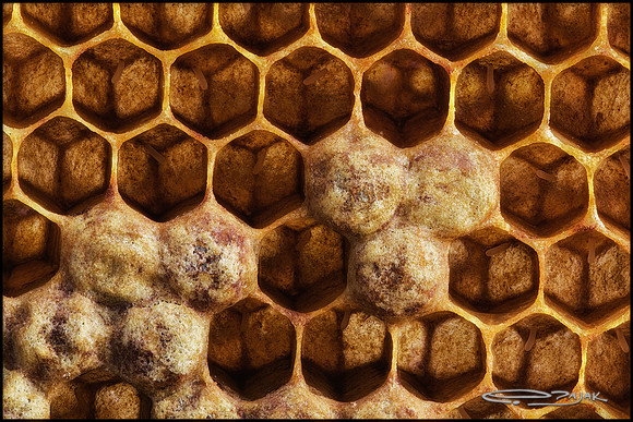 eggs 58_52772