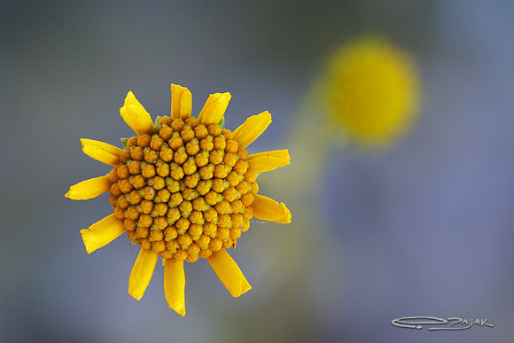 Brittlebush