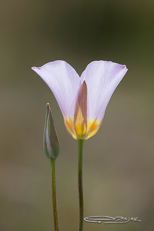 mariposa 48