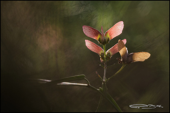janusia seed 41