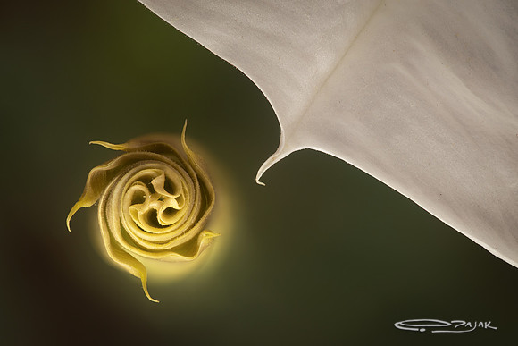 datura discolor 77