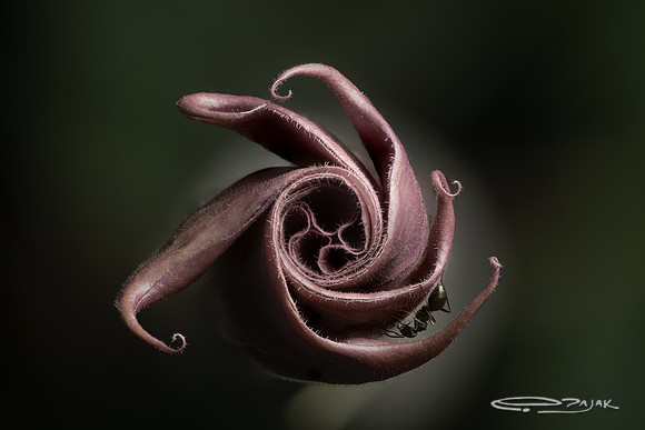 datura 85